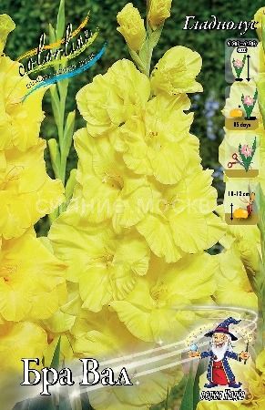 Гладиолус Бра Вал 10/12 1шт (КолЛайн) 3шт/уп