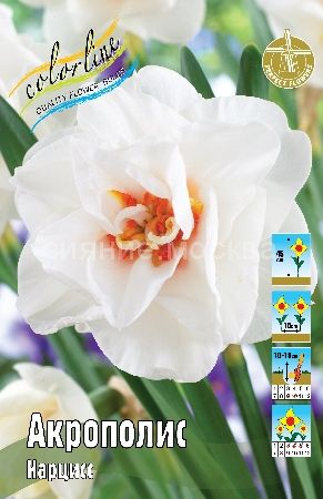 Нарцисс Акрополис 12/14 1шт (КолЛайн) 3шт/уп махровый