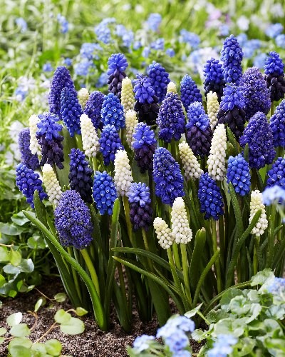 Мускари Спринг Микс 5/7-8/9 1шт (КолЛайн) 10шт/уп