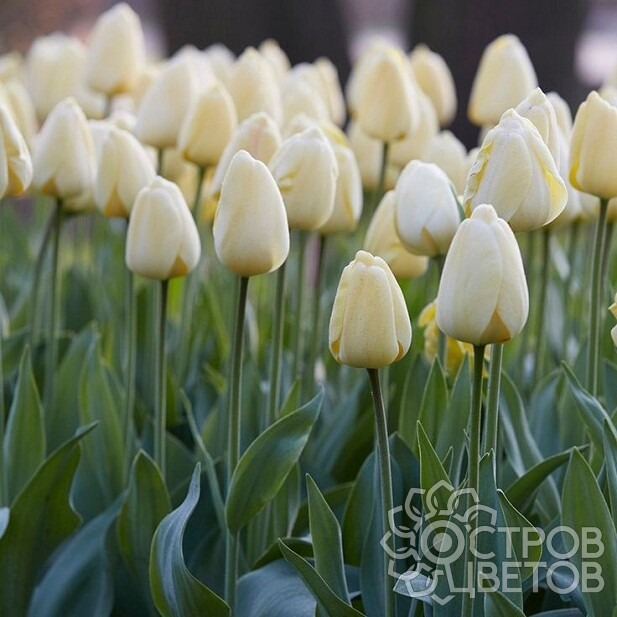 Тюльпан Айвори Флорадейл 11/12 1шт (КолЛайн) 7шт/уп	