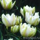 Тюльпан Кардинал Мидцентри 1шт (КолЛайн) 7шт/уп махровый