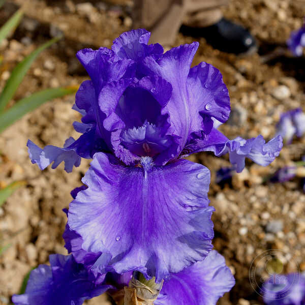 Ирис германский Хонки Тонк Блюз 1шт (КолЛайн)