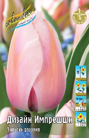 Тюльпан Дизайн Импрешшн 11/12 1шт (КолЛайн) 3шт/уп