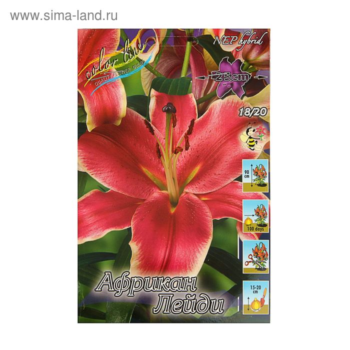 Лилия Африкан Лейди 12/14 1шт (КолЛайн) 5шт/уп