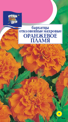 Бархатцы Оранжевое пламя 0,3г ц/п (УУ) 30см/4см