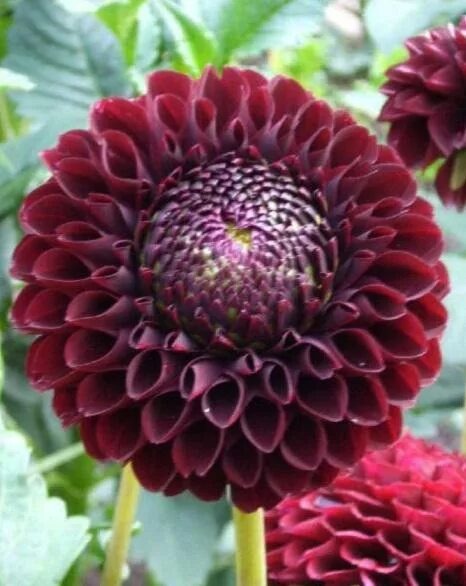 Георгина Джоуи Мирелла 1 шт (КолЛайн)