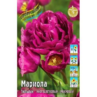 Тюльпан Мариола 1шт (КолЛайн) 7шт/уп дв.эффект