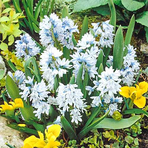 Пушкиния ливанская 1шт (КолЛайн) 10шт/уп