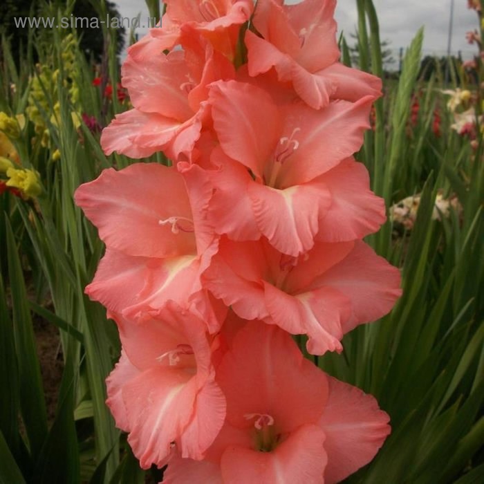 Гладиолус Джессика 12/14 1шт (НК) 5шт/уп