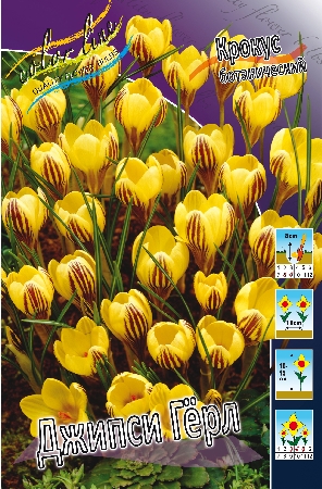 Крокус Джипси Герл 1шт (КолЛайн) 10шт/уп