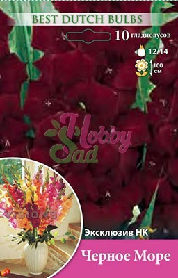 Гладиолус Черное море 12/14 1шт (НК) 7шт/уп
