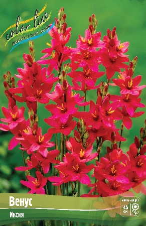 Иксия Венус 5/+ 1шт (КолЛайн) 10шт/уп