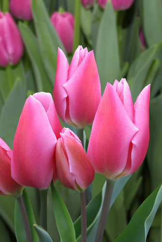 Тюльпан Хэппи Фемели 1шт (Садовита) 10шт/уп