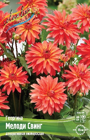 Георгина Мелоди Свинг 1шт (КолЛайн)