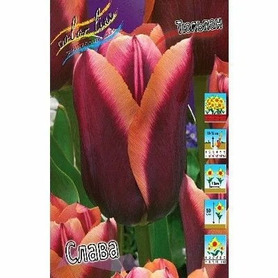 Тюльпан Слава 1шт (КолЛайн) 8шт/уп 