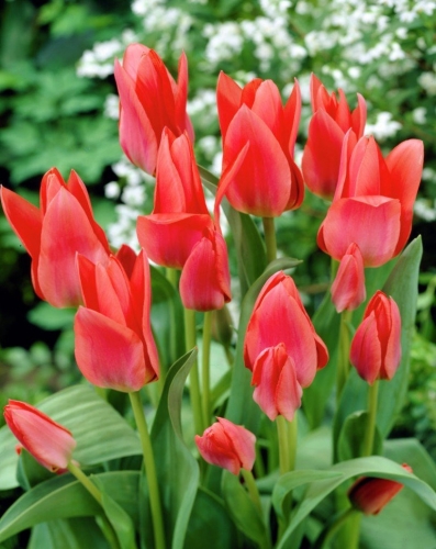 Тюльпан Торонто 11/12 1шт (Садовита) 8шт/уп