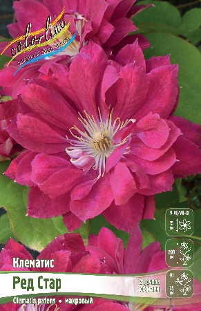 Клематис Ред Стар 1шт (КолЛайн)