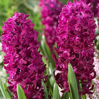 Гиацинт Вудсток 14/15 1шт (Садовита) 3шт/уп