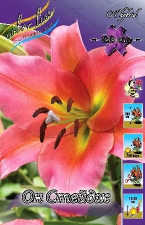 Лилия Он Стейдж 12/14 1шт (КолЛайн) 5шт/уп