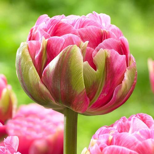 Тюльпан Авейрон 11/12  1шт (КолЛайн) 2шт/уп