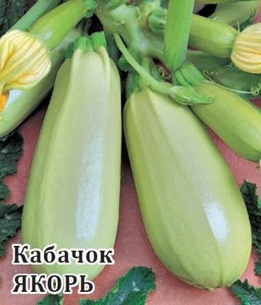 Кабачок Якорь 25г (Гавриш)