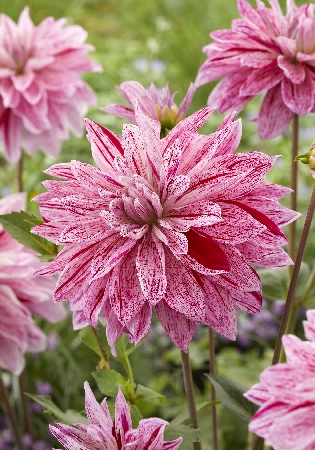 Георгина Вавилон Лилак Флеймд 1шт (КолЛайн)