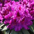 Рододендрон Азурро гибридный 1шт (КолЛайн)