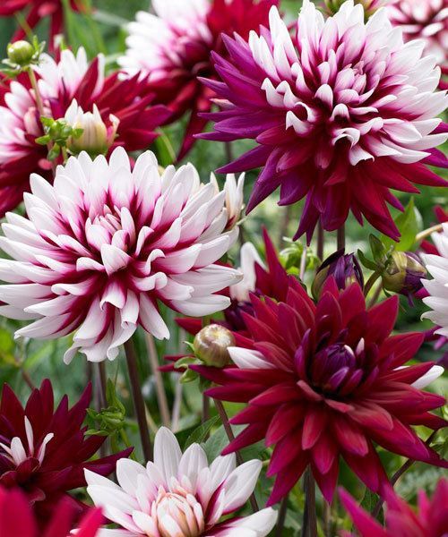 Георгина Ребекказ Уорлд 1шт (КолЛайн)