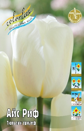 Тюльпан Айс Риф 1шт (КолЛайн) 3шт/уп
