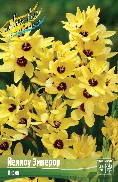 Иксия Йеллоу Эмперор 5/+ 1шт (КолЛайн) 10шт/уп