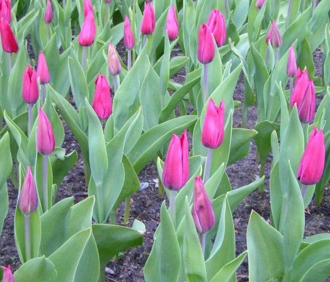 Тюльпан Асуан 1шт (КолЛайн) 7шт/уп