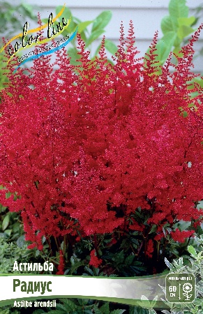 Астильба Радиус 1шт 2/3 1шт (КолЛайн)