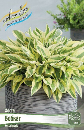Хоста Бобкат 1шт (КолЛайн)