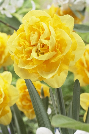 Нарцисс Шерборн 1шт (КолЛайн) 7шт/уп