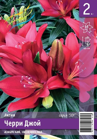 Лилия Черри Джой 10/12 1шт (КолЛайн) 2шт/уп