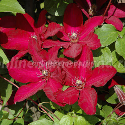 Клематис Солидарность 1шт (КолЛайн)