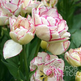 Тюльпан Белиция 1шт (КолЛайн) 7шт/уп 