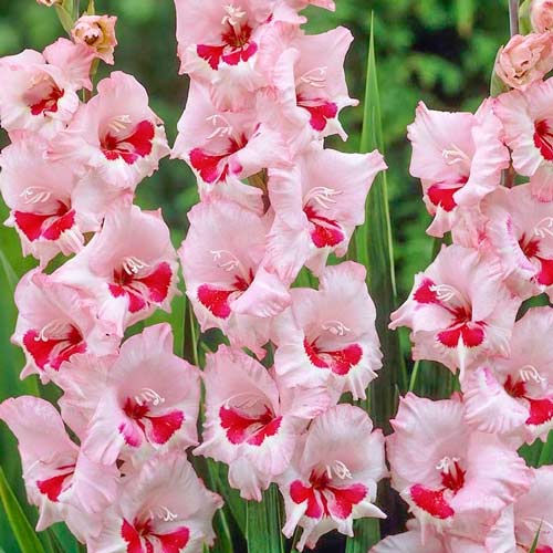 Гладиолус Вайн энд Роузес 1шт (КолЛайн) 8шт/уп