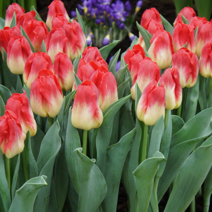 Тюльпан Матч 1шт (КолЛайн) 3шт/уп триумф