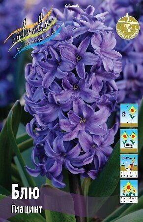 Гиацинт Блю 14/15 1шт (КолЛайн) 3шт/уп