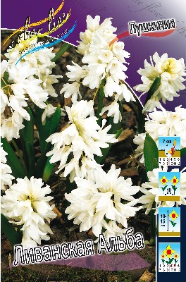 Пушкиния ливанская Альба 1шт (КолЛайн) 10шт/уп