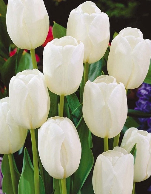 Тюльпан Уайт Принц 1шт (Садовита) 3шт/уп