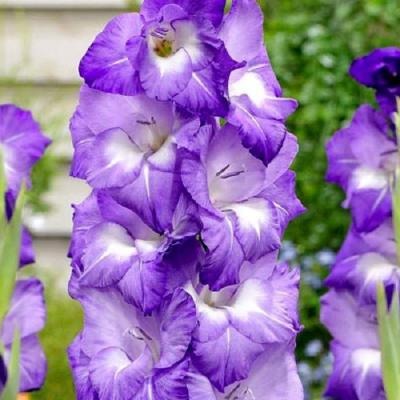 Гладиолус Нори 12/14 1шт (КолЛайн) 7шт/уп