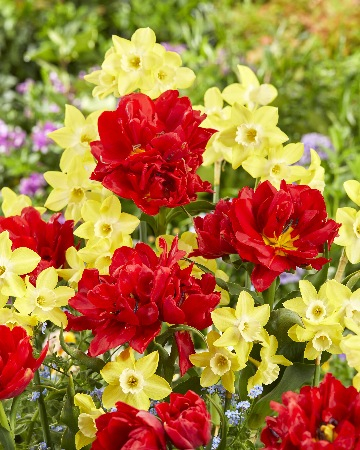 Тюльпан + Нарцисс смесь "Майская"  (КолЛайн) 5 шт/уп