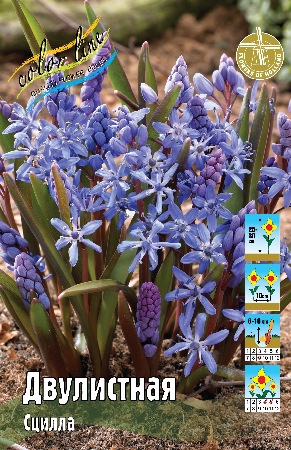 Сцилла Двулистная 5/+ 1шт (КолЛайн) 10шт/уп