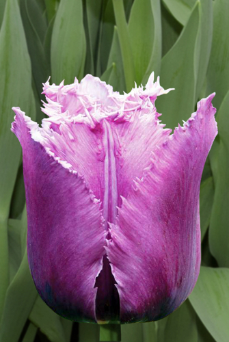 Тюльпан Американ Игл 11/12 1шт (Садовита) 8шт/уп