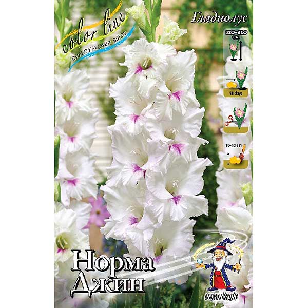 Гладиолус Норма Джин 10/12 1шт (КолЛайн) 8шт/уп 