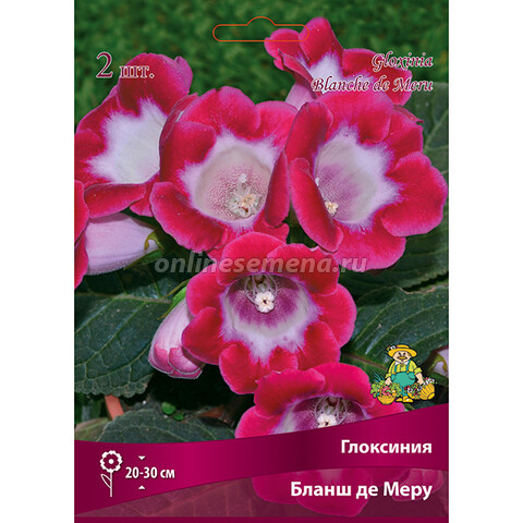 Глоксиния Этоль де Фе 1шт 5/6 (Садовита) 2шт/уп