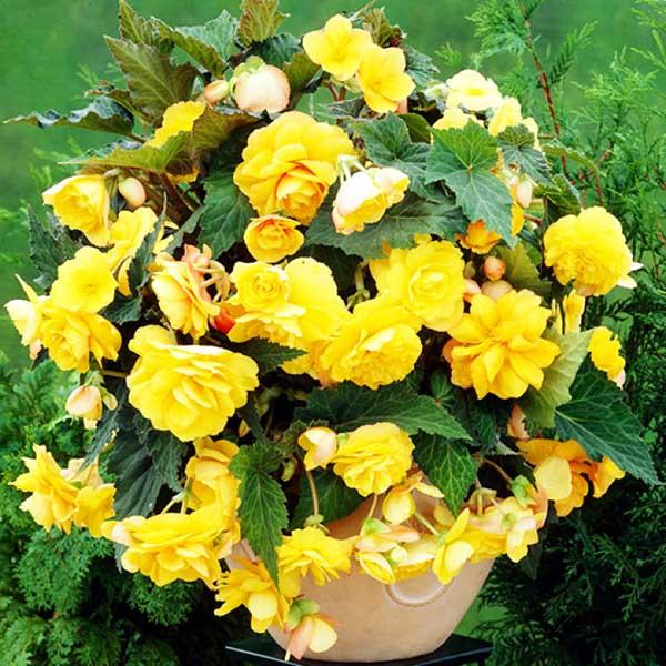 Бегония Каскад Пендула Желтая 5/6 1шт (КолЛайн) 2шт/уп