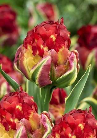 Тюльпан Айс Крим Сорбет 11/+ 1шт (КолЛайн) 5шт/уп